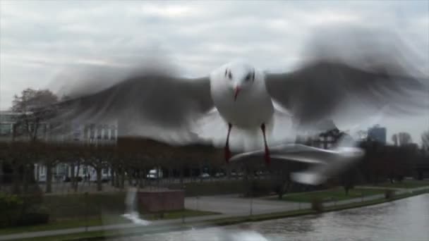 Feed seagulls by hand slowmo — Stock Video