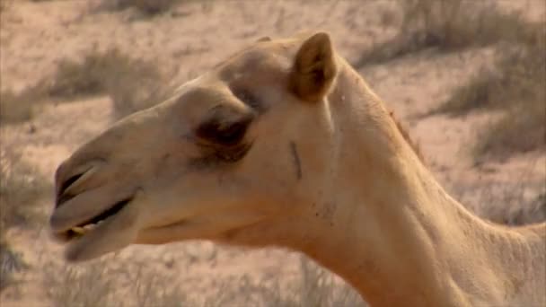 Dromedary eten nauwe 01 — Stockvideo