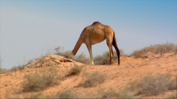 Dromedario calor desierto — Vídeos de Stock