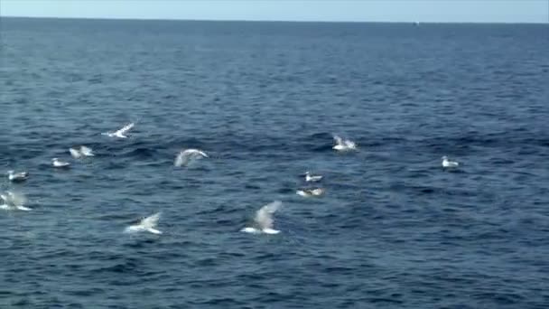 Las gaviotas vuelan el agua — Vídeos de Stock