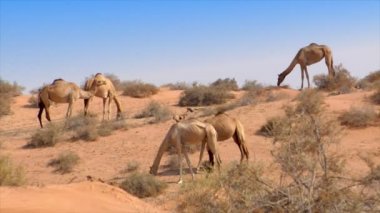 dromedary öpücük çölde