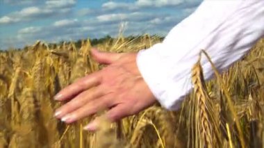 kadının el buğday alanın üzerine fırça