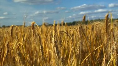 buğday çavdar Mısır alanında aşağı Dolly