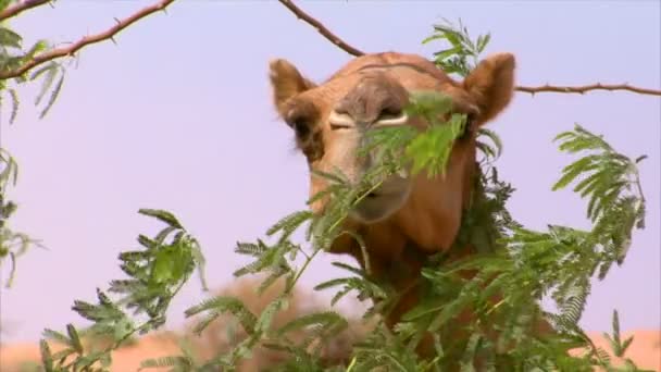 Camel watch behind a tree — Stock Video