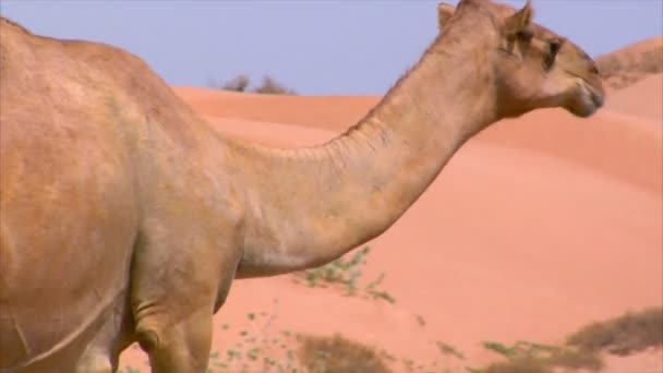 Camel marche sur la rue — Video