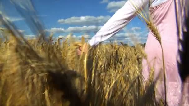 Γυναικείο χέρι βούρτσισμα πέρα από το σιτάρι το ευρύ πεδίο — Αρχείο Βίντεο