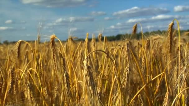 Dolly giù nel campo di grano segale mais — Video Stock