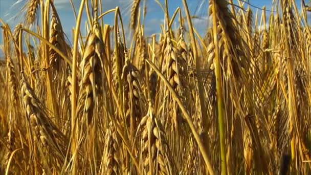 밀 호 밀 옥수수 필드 배경 — 비디오