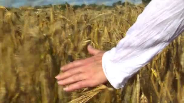 Womans hand brushing wheat field end of wheat — Stock Video