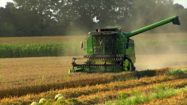 Mähdrescher bei der Arbeit — Stockvideo