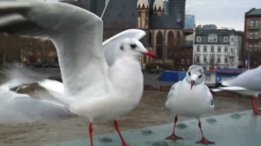 Martılar frankfurt manzarası slowmo kapatın