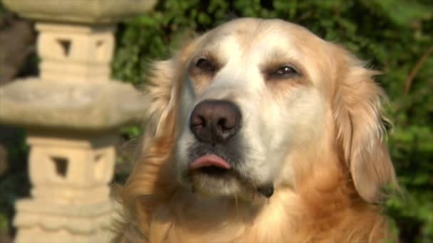 Golden retriever cão baba saliva baba drible 10616 — Vídeo de Stock