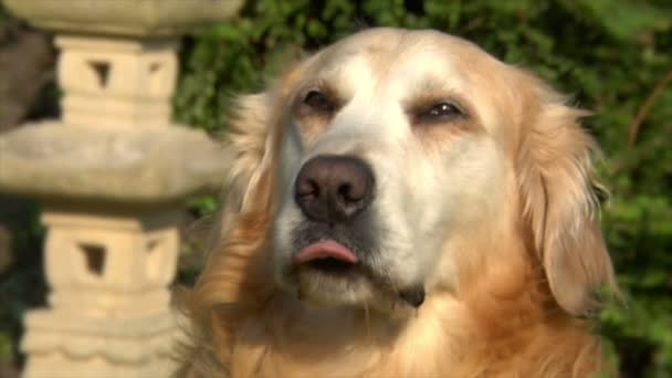 Golden retriever cane sbavare saliva sbavare sbavare 10616 — Video Stock