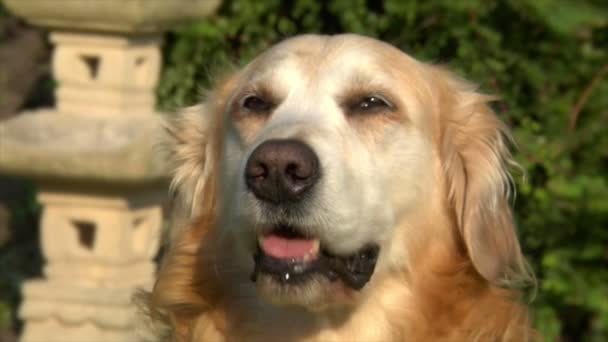 Golden Retriever Hund sabbert Speichel tränkt Mund 10615 — Stockvideo