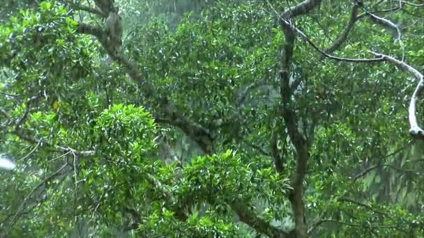 Зеленый дождь Форрест 10103 — стоковое видео
