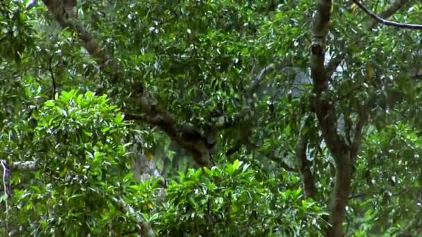 Forêt de fortes pluies fermer 10116 — Video