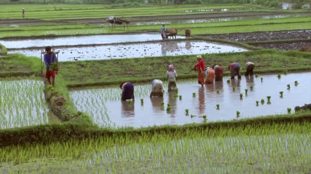 Many woman plants rice — Stock Video