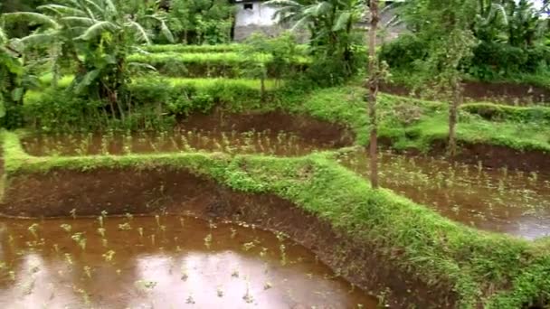 Panorámica sobre terraza de arroz 10155 — Vídeo de stock