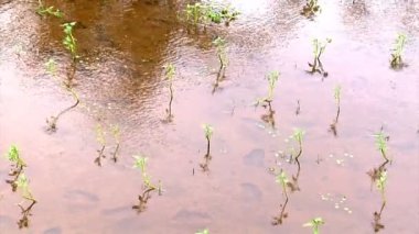 pirinç Teras palm yansıma bg 10174