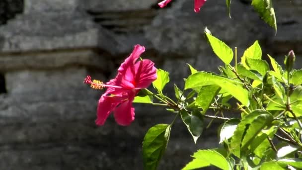Червона квітка 10166 — стокове відео
