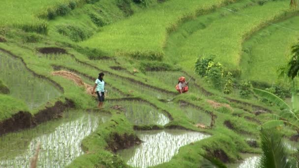 Caminhando no campo de arroz 10185 — Vídeo de Stock