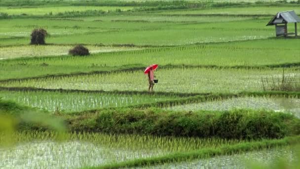 Walking on rice field in rain 10186 — Stock Video