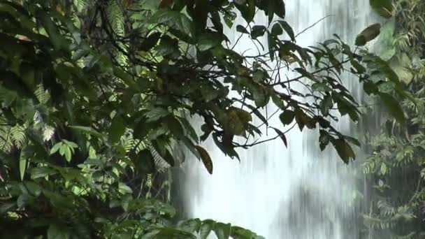 Cascada detrás del árbol 1 10191 — Vídeo de stock