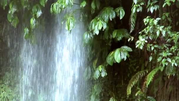 Cascade sous l'arbre 10204 