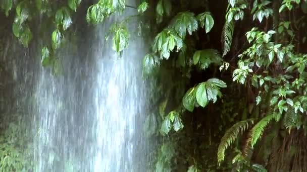 Wasserfall unter Baum 10204 — Stockvideo