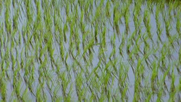 Woman plant rice tilt shot 10206 — Stock Video