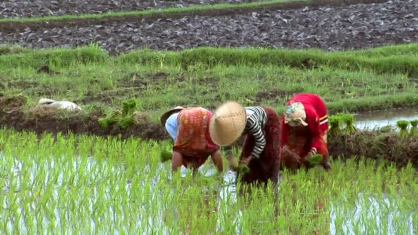 Mulher planta arroz 10207 — Vídeo de Stock