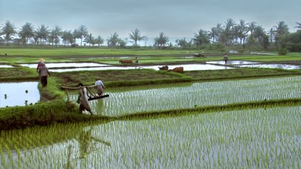 Working on rice fields -wide 10214 — Stock Video