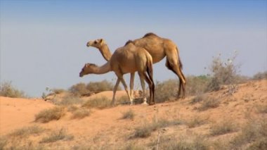 dromedary yürümek çöl 10246