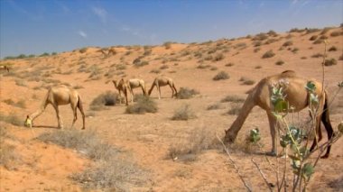 birçok yabani dromedary çölde 10247