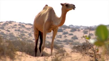 kamera 10248 vahşi dromedary yürüyüş