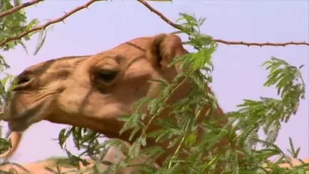 Camel horloge en lopen 10287 — Stockvideo