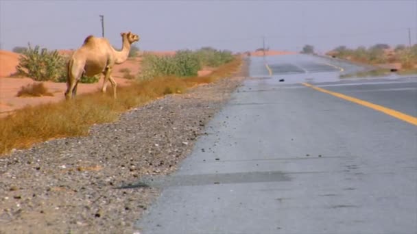 Chameau marcher et regarder 10289 — Video