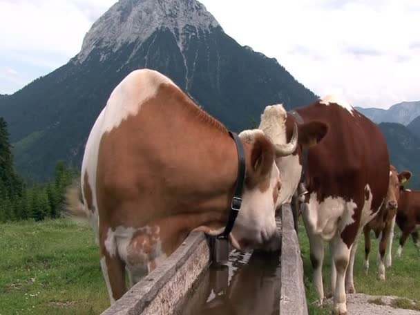 Vacas austríacas na montanha 10321 — Vídeo de Stock