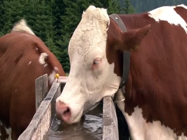 Austrian cow drink water 10348 — Stock Video