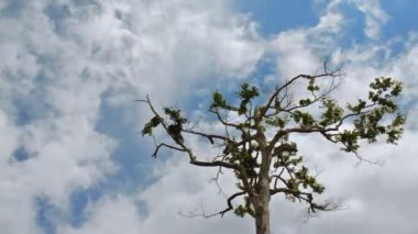 çılgın bulutlar üzerinde ağaç zaman atlamalı 10384