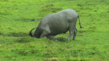 Manda öküz yürüyüş çamur havuzuna 10424