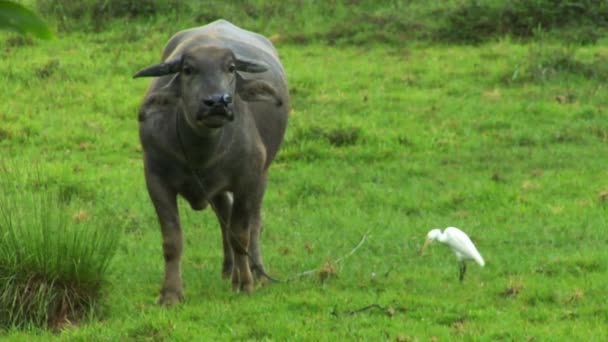 Water buffalo ox with white bird 10423 — Stock Video