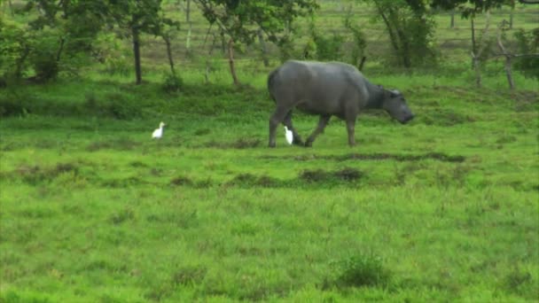 Water buffalo ox met 2 witte vogels 10425 — Stockvideo