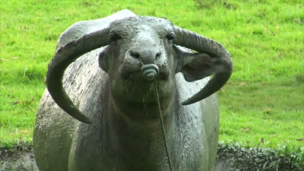 Agressiv vattenbuffel ox närbild 10428 — Stockvideo