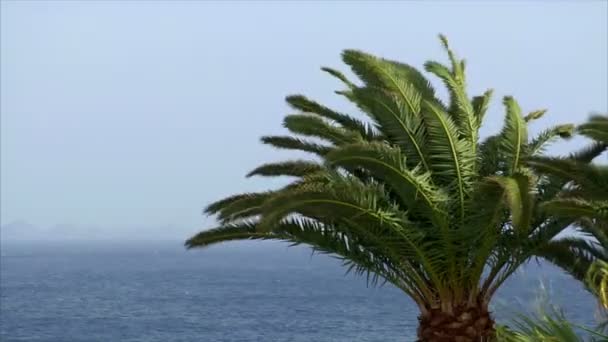 Пальма і океан в сонячний вітряний день 10457 — стокове відео
