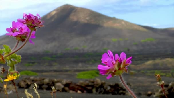 Flowers on volcanic wine growing region 10505 — Stock Video