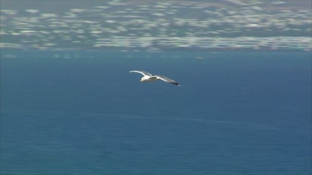 Elegante mosca gaviota 10509 — Vídeos de Stock