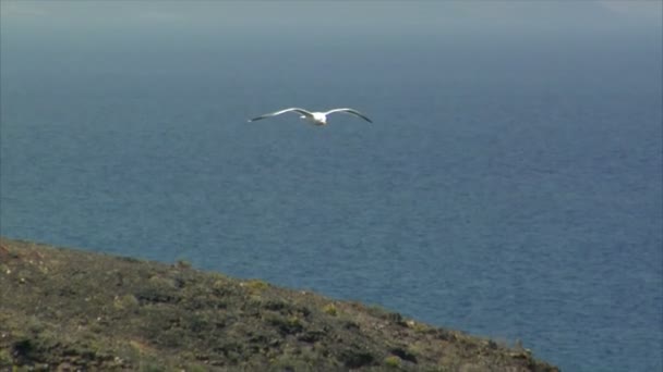 Elegante gaivota voar por perto 10508 — Vídeo de Stock
