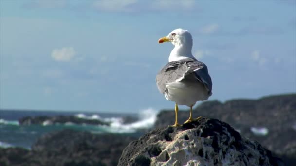 Gaviota lucha por lugar suave calor bruma 10510 — Vídeo de stock