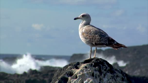 Gabbiano con havy surf sfocatura sfondo 10511 — Video Stock